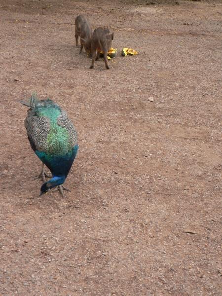 Peacock and Piglets