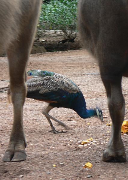 Peacock Dash