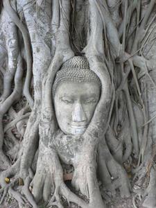 Banyan Buddha