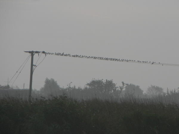 Birds In a Row