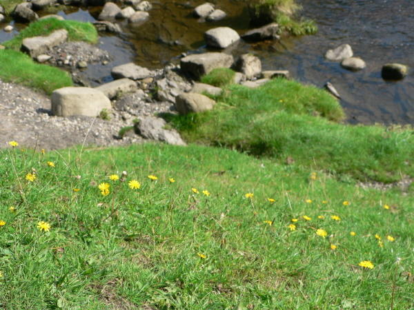 Dandelions along the bank