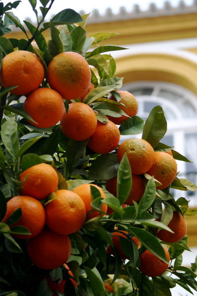 Orange trees everywhere in seville