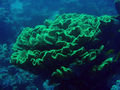 Green coral