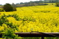 fields of rapeseed in bloom
