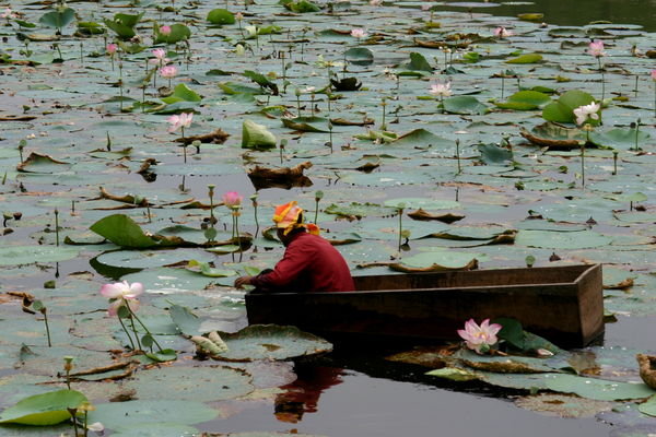 Picking Lotus Flowers