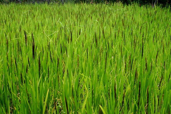 Trekking through rice fields