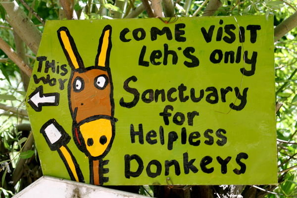 Yes, let's help the donkeys!