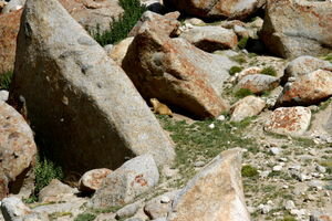 A Himalayan Marmot