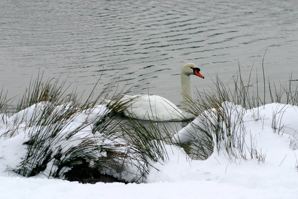 One of the swans 