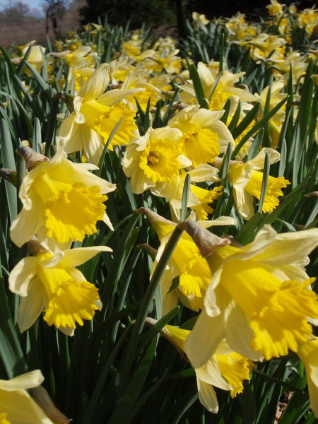 Just one daffodil photo this spring