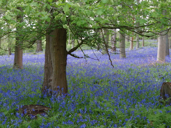 Check out these blue bells
