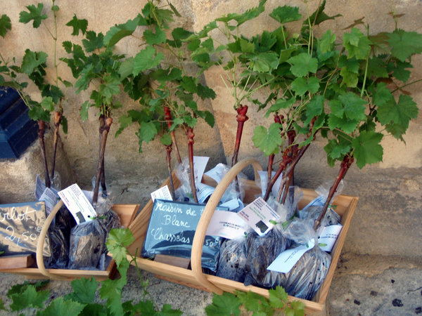 Start your own vine yard!