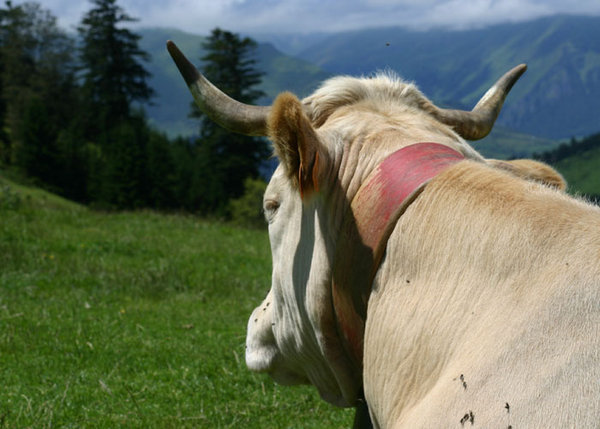 Cows eye view of the Pyrenees 