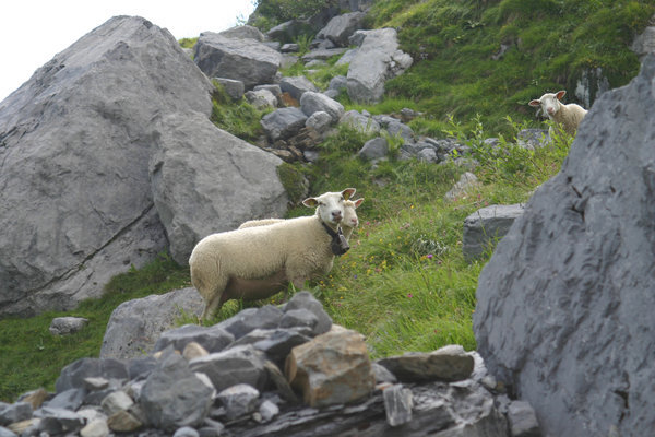 Sheep with bells. What else do you expect in the Alps?!