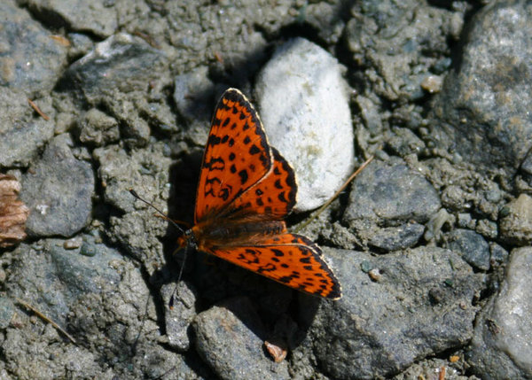 Thousands of butterflies in the Swiss Alps.