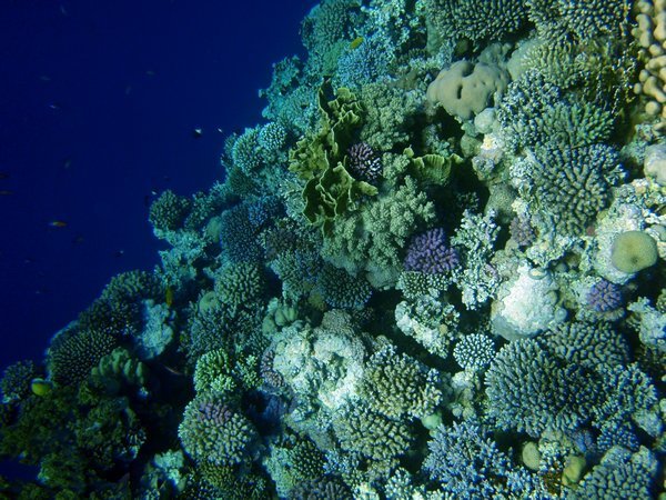 Hello Coral Reef!