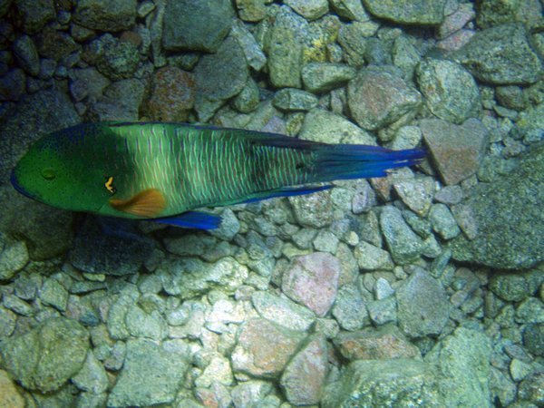 A Broomtail Wrasse