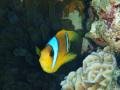 Twobar Anemonefish 