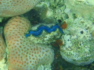 Blue clam 