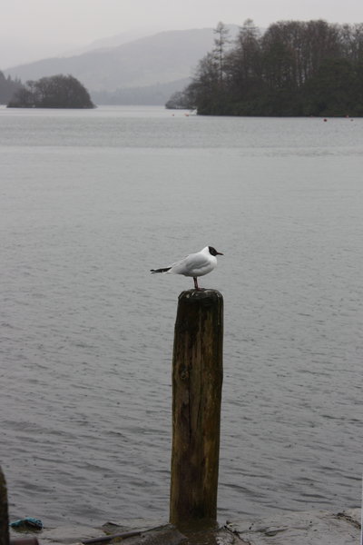 A seagull at Windermere. Grey skies.