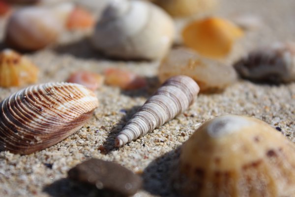 Shells at Big Sand beach