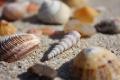 Shells at Big Sand beach