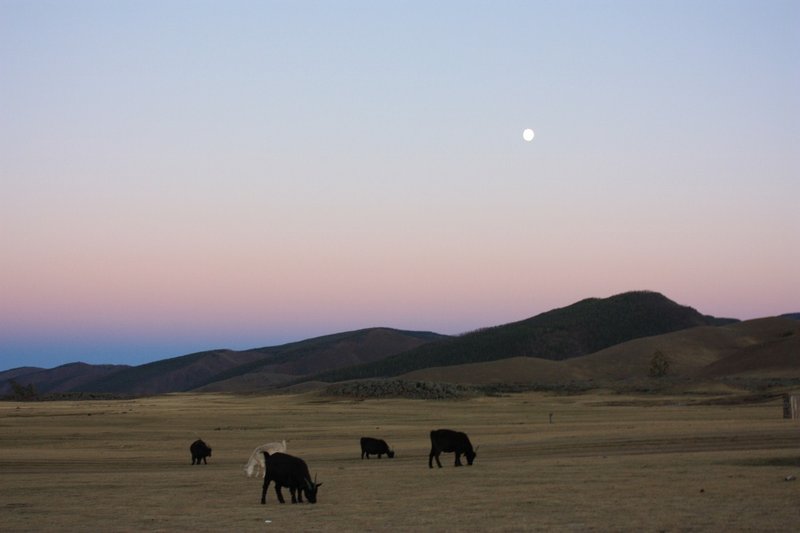 The herd at dusk