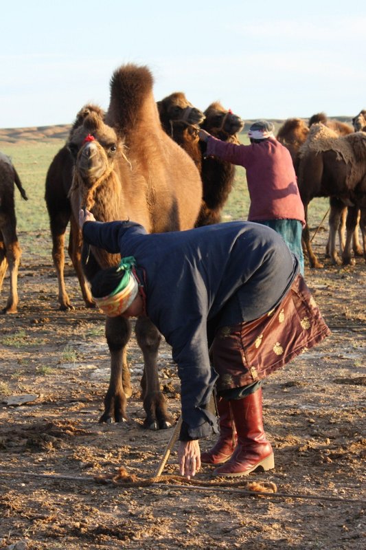 Mongolian woman getting ready for the evening milking session