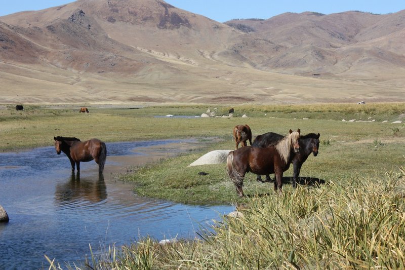 Life on the Steppe