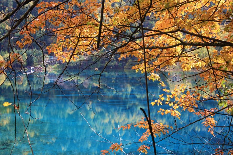 Blue water, orange leaves.