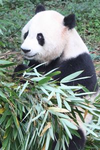 Eat then sleep. Panda life at Chengdu,
