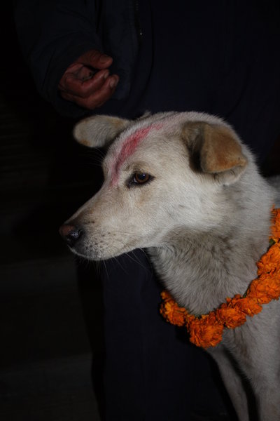Honoured dog during Diwali