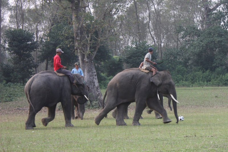 Elephant football. Pretty popular around here!