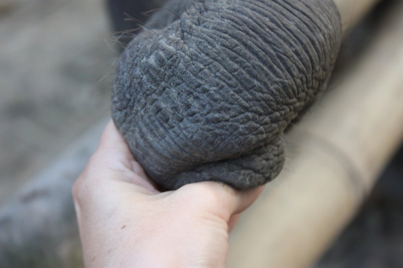 Shaking hands, elephant style