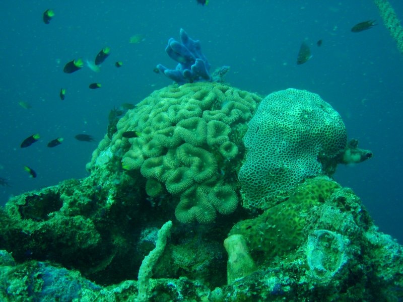 Coral growing on the wreck 'Olympia'