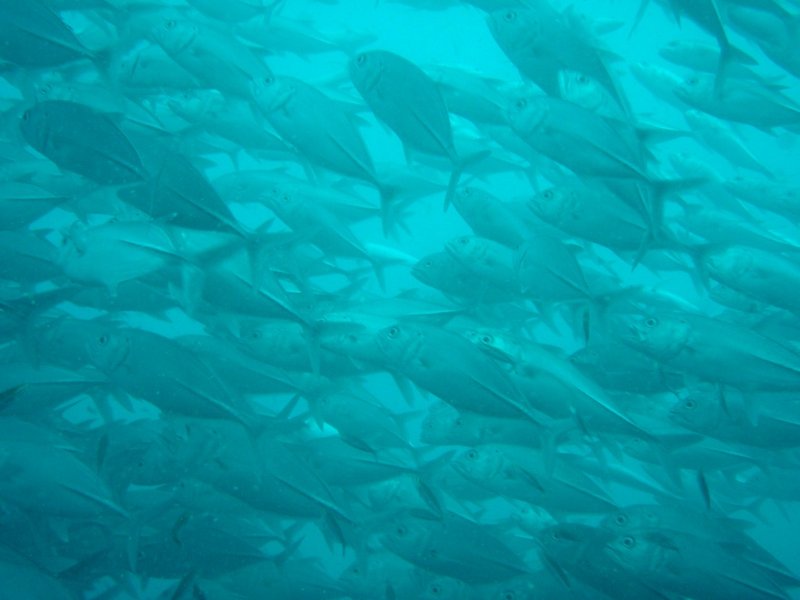 School of jack fish near wreck 'Irako'