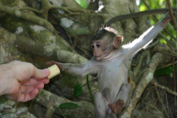 Baby monkey 