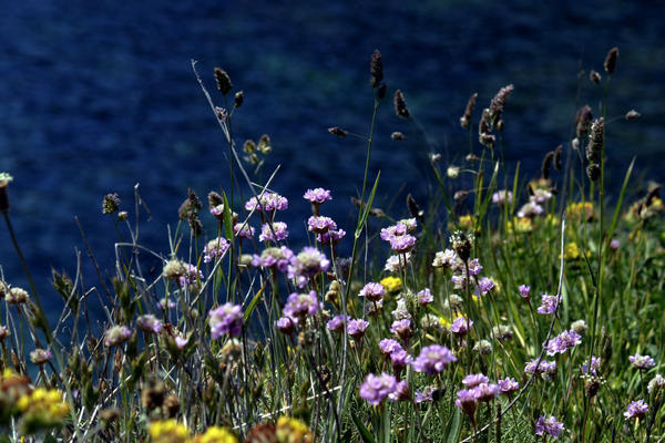 Wild flowers at Lands End