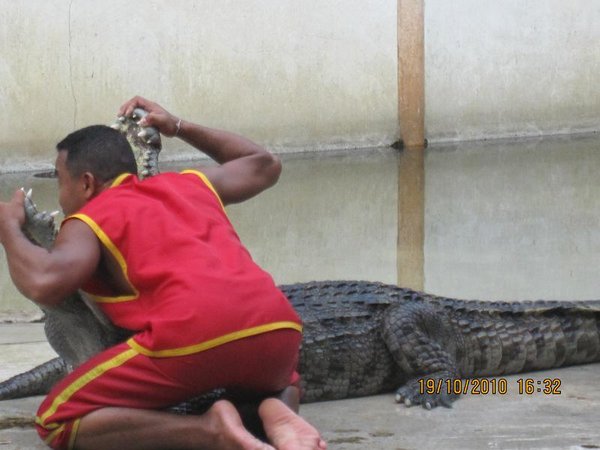 Crocodile ..