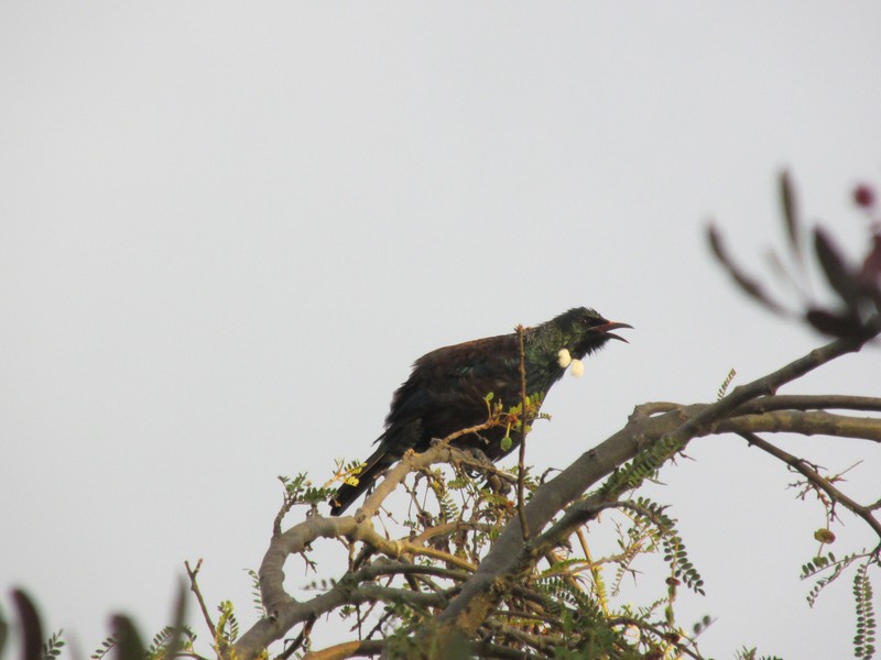 Melodious Tui neighbour