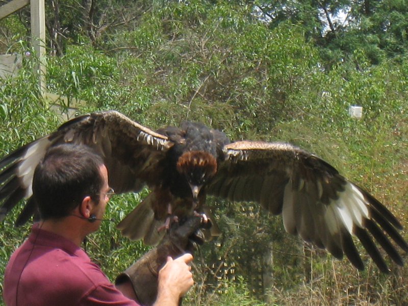 Hawks at Healesville