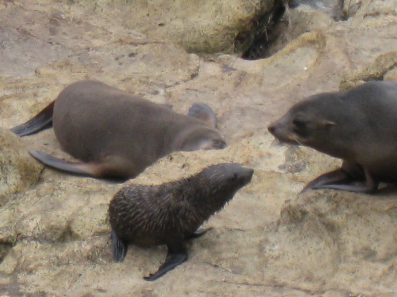 Fur Seals at Otago Peninsular
