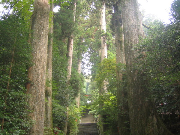 sacred trees of the shrine
