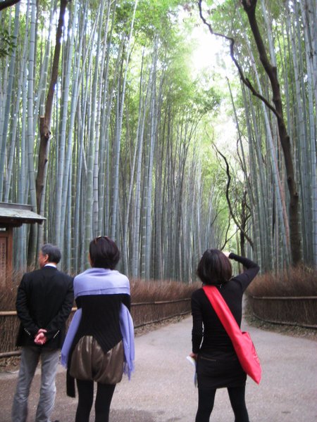 Bamboo grove in Sagano