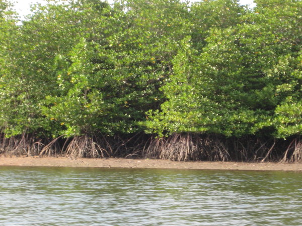 Mangrove Discovery Tour