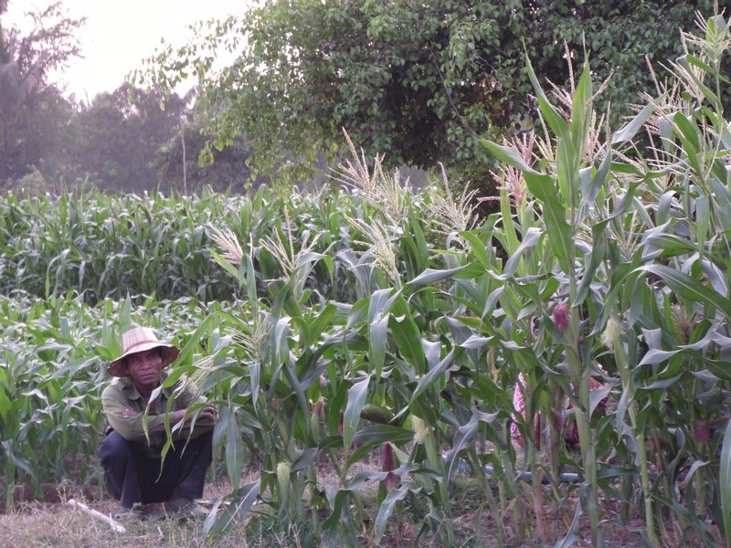 in the corn fields