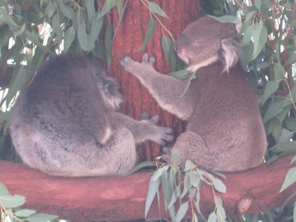 Koalas of course