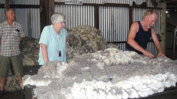 Nicky inspecting the fleece