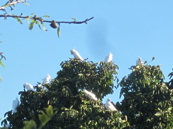 Cockatoos enjoying their nuts!