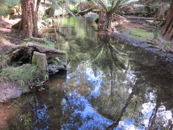 The Rainforest to reflect on